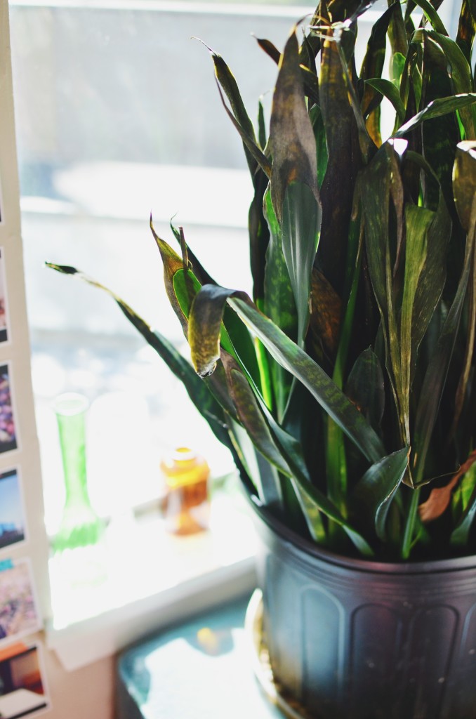 Snake plant that I'm trying not to kill.